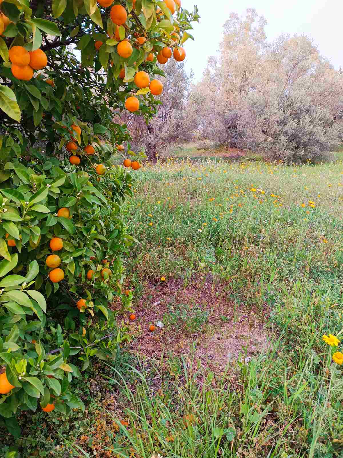 spring